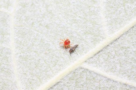 red mite on plant in the wildの写真素材