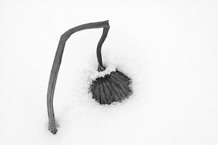 Dry lotus leaf in the snow, closeup of photoの写真素材