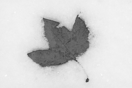Yellow leaves in the snow, closeup of photo