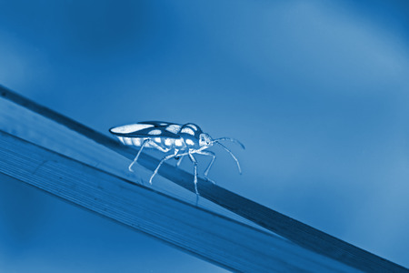 stinkbug on the green leaf, closeup of photoの写真素材