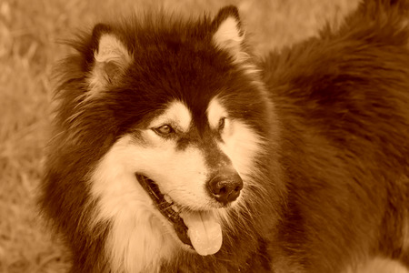 Pet dogs - husky, closeup of photoの写真素材