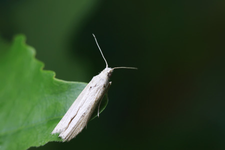 Moth insects on plant in the wildの写真素材