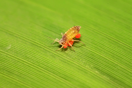 Tetranychus cinnabarinus on plant in the wildの写真素材