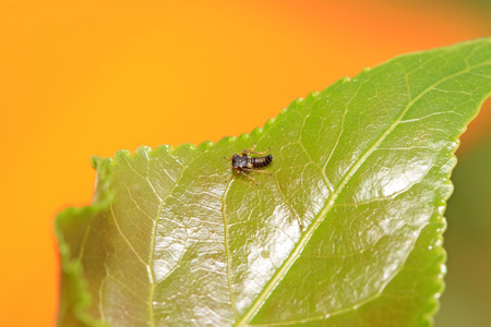 leafhopper on plant in the wild