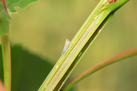 leafhopper on plant in the wild