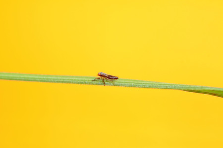 leafhopper on plant in the wildの写真素材