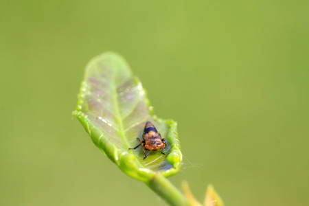 leafhopper on plant in the wildの写真素材