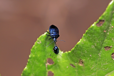 Zicrona caerulea on plant in the wildの写真素材