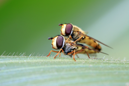 Syrphidae on plant in the wild