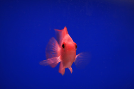 Koi fish in an aquarium