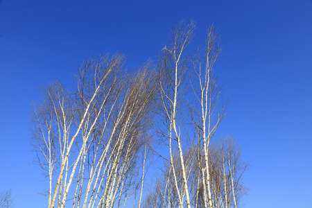 silver birchの写真素材