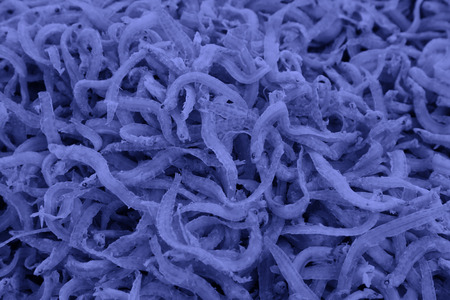 seafood - dried fish, closeup of photoの写真素材