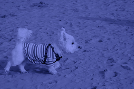 Pet dog -- West highland white terrier, closeup of photoの写真素材