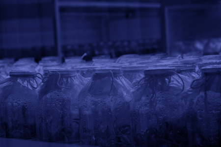 Tissue culture flowers in sterile room, closeup of photoの写真素材