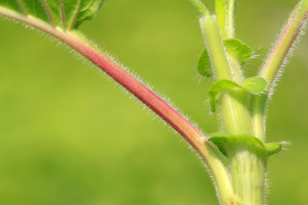 Plant stems on plant in the wildの写真素材