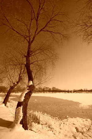 natural scenery, trees in the snow, closeup of photoの写真素材
