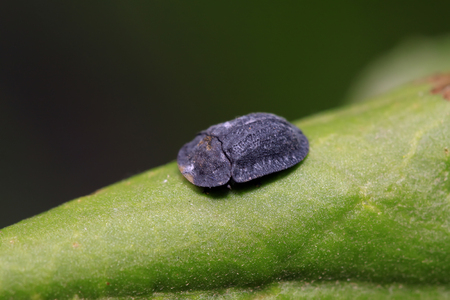 Hispidae insects larvae on plant in the wildの写真素材