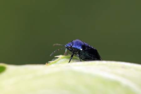 Zicrona caerulea on plant in the wild