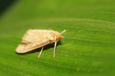 Moth insects on plant in the wildの写真素材