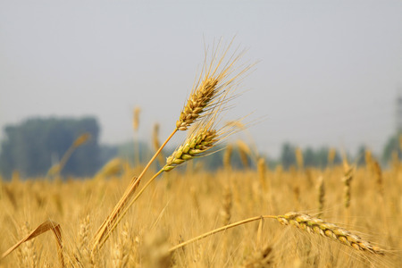 mature grain in the fieldsの写真素材