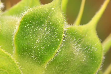 Sunflower calyxの写真素材