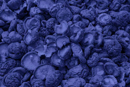 dry mushrooms, closeup of photoの写真素材