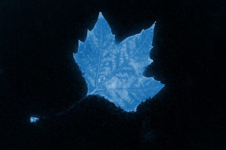 Yellow leaves in the snow, closeup of photoの写真素材