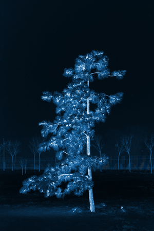 Cedar in the frost and snowの写真素材