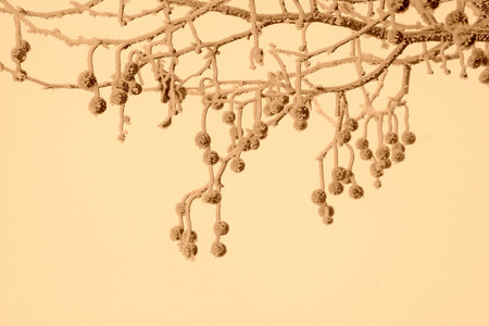 plane fruit in the frost and snow,の写真素材