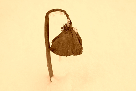 Lotus stalks in the snow, closeup of photoの写真素材