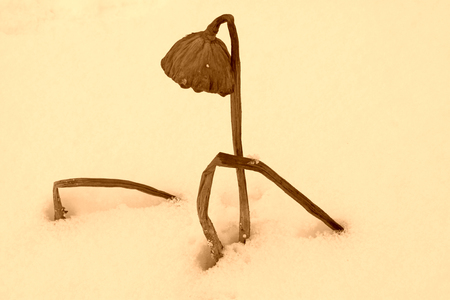 Lotus stalks in the snowの写真素材