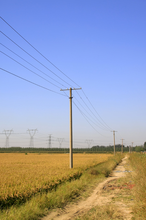 telegraph pole in the rice fieldsの写真素材