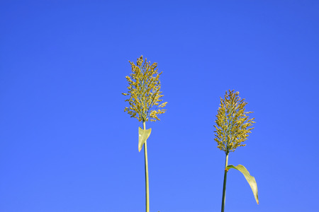 Sorghum panicle in the blue skyの写真素材
