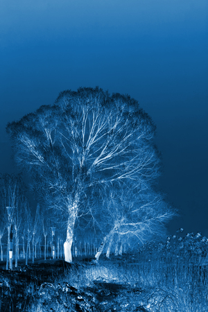 Rime natural landscape in north Chinaの写真素材