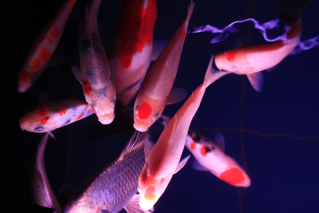 Koi fish in an aquarium