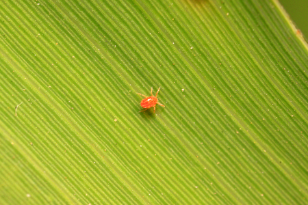 Tetranychus cinnabarinus on plant in the wild