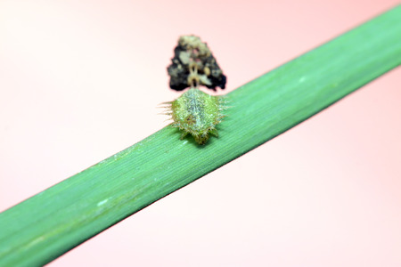 Hispidae insects larvae on plant in the wildの写真素材