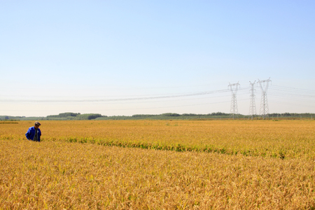 electric tower in the rice fieldsのeditorial素材