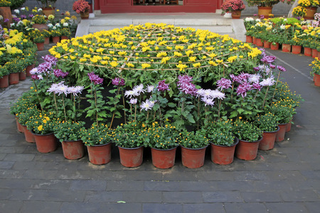 Chrysanthemum flower bedの写真素材