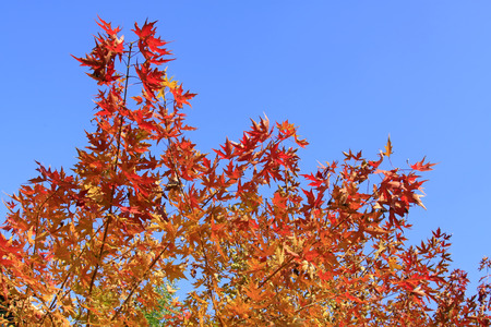 Red autumnal leaves