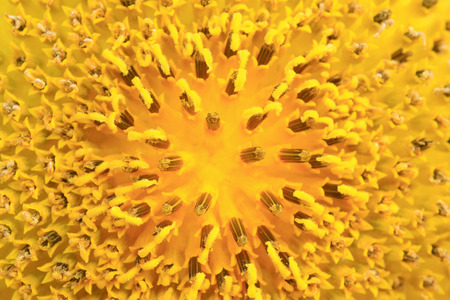 sunflowers blossomingの写真素材