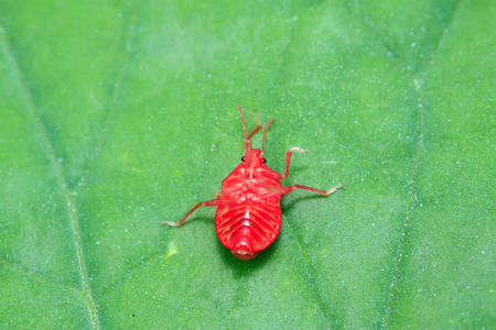 Zicrona caerulea on plant in the wildの写真素材