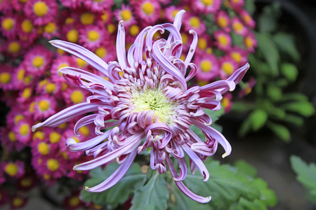 Chrysanthemumの写真素材