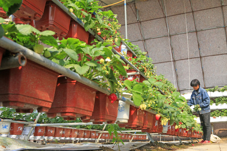 Tangshan City - March 1, 2016: women workers were busy in a strawberry greenhouse in Tangshan City, Hebei, Chinaのeditorial素材
