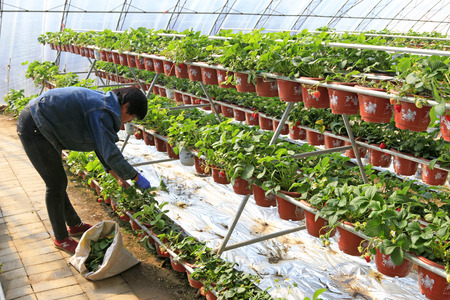 Tangshan City - March 1, 2016: women workers were busy in a strawberry greenhouse in Tangshan City, Hebei, Chinaのeditorial素材