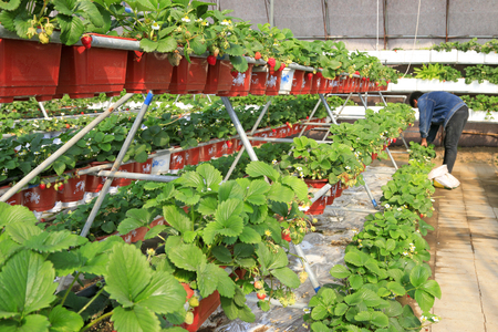 Tangshan City - March 1, 2016: women workers were busy in a strawberry greenhouse in Tangshan City, Hebei, Chinaのeditorial素材