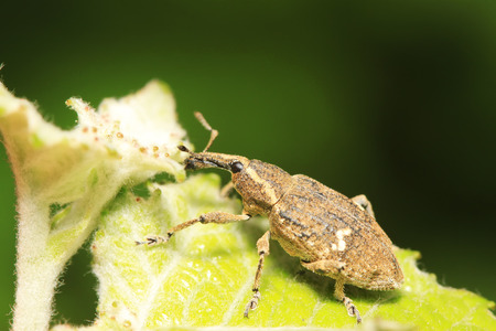 weevil on plant in the wild