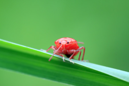 Zicrona caerulea on plant in the wildの写真素材