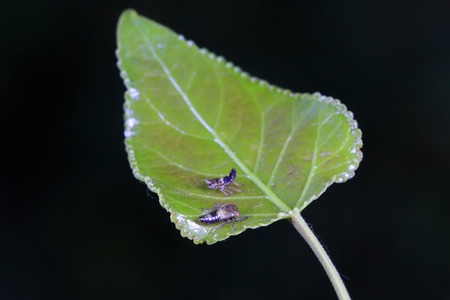 leafhopper on plant in the wildの写真素材