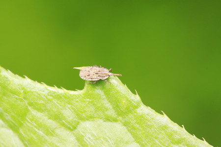 Tingidae insects on plant in the wild